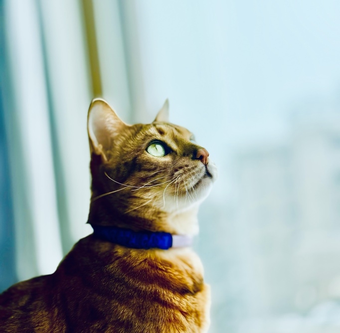 その猫様らしい毎日を知る