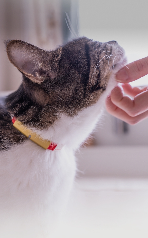 Catlogの首輪を着けた猫