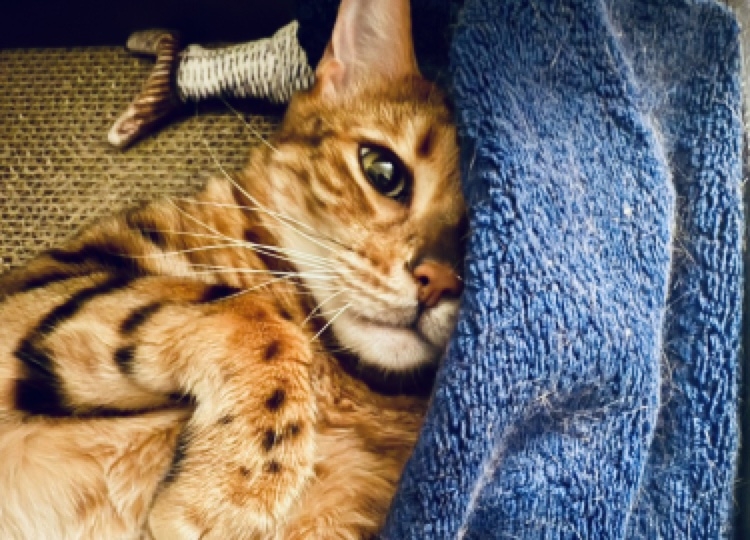 その猫様らしさに気づく
