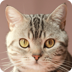 アメリカンショートヘア