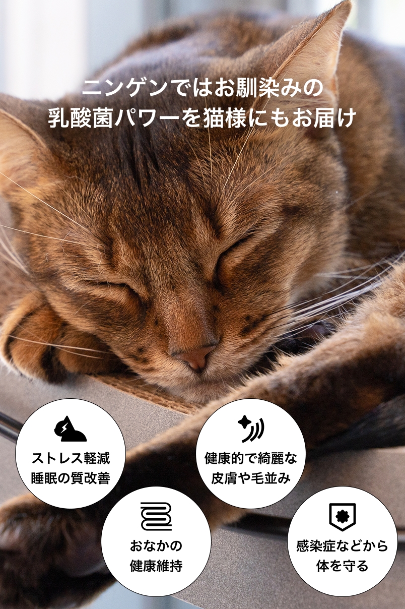 眠っている猫様