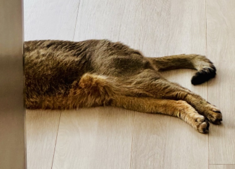 愛猫の見えない時間を知る